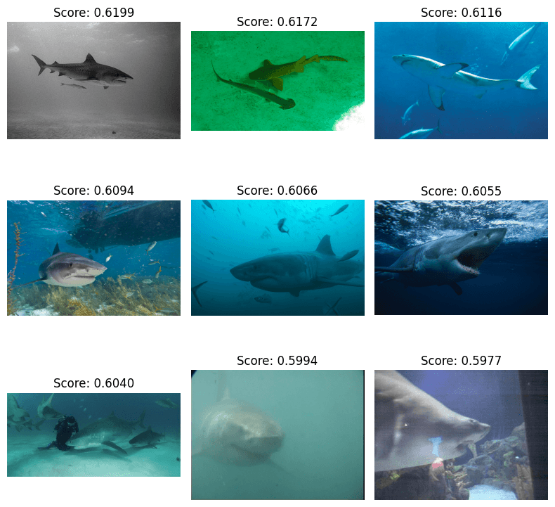 A screenshot, showing a grid containing 9 photos of sharks